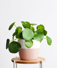 Load image into Gallery viewer, Pilea Peperomioides. Chinese Money Plant. Feng shui houseplant. Bring some positive energy to your home or office with this lucky plant. Shop online and choose from pet-friendly, air-purifying, and easy-to-grow houseplants anyone can enjoy. The perfect housewarming gift. Free shipping on orders $100+.