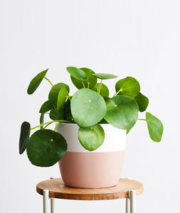 Pilea Peperomioides. Chinese Money Plant. Feng shui houseplant. Bring some positive energy to your home or office with this lucky plant. Shop online and choose from pet-friendly, air-purifying, and easy-to-grow houseplants anyone can enjoy. The perfect housewarming gift. Free shipping on orders $100+.