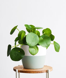 Pilea