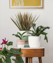 Load image into Gallery viewer, Pink Dragon Tree, Dracaena marginata magenta houseplant with pink leaves. The best house plants for beginners. Shop online and choose from allergy-reducing, air-purifying, and easy-to-grow houseplants anyone can enjoy. Free shipping on orders $100+.