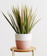 Load image into Gallery viewer, Pink Dragon Tree, Dracaena marginata magenta houseplant with pink leaves. The best house plants for beginners. Shop online and choose from allergy-reducing, air-purifying, and easy-to-grow houseplants anyone can enjoy. Free shipping on orders $100+.