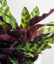 Load image into Gallery viewer, Rattlesnake Calathea - Ansel & Ivy