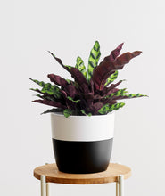 Load image into Gallery viewer, Rattlesnake Calathea, calathea lancifolia with ruffled purple leaves. Calathea houseplants are safe for cats and not toxic to dogs. Shop online and choose from pet-friendly, air-purifying, and easy-to-grow houseplants anyone can enjoy. Free shipping on orders $100+.