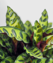 Load image into Gallery viewer, Rattlesnake Calathea - Ansel & Ivy