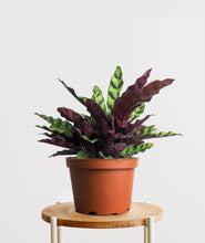 Load image into Gallery viewer, Rattlesnake Calathea