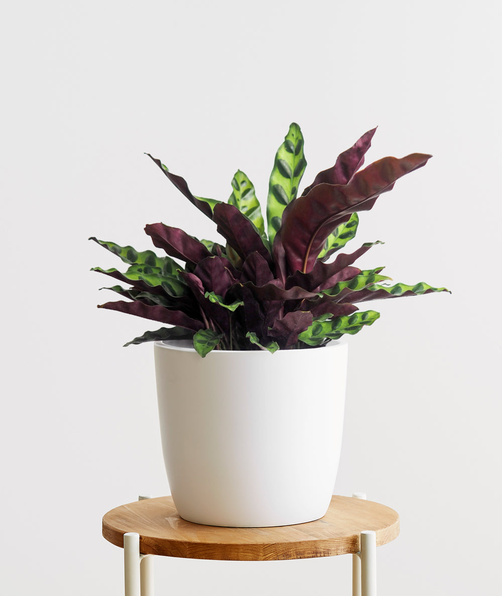 Rattlesnake Calathea - Ansel & Ivy