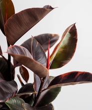 Load image into Gallery viewer, Ruby Rubber Tree - Ansel & Ivy