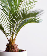 Load image into Gallery viewer, Sago Palm - Ansel & Ivy