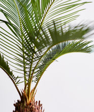 Load image into Gallery viewer, Sago Palm