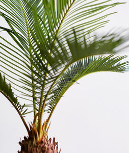 Sago Palm