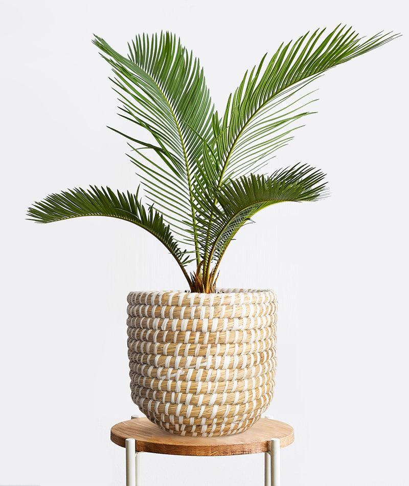 Sago Palm