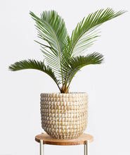 Load image into Gallery viewer, Sago Palm