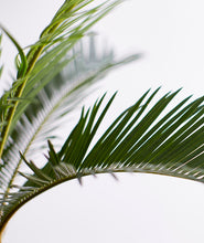 Load image into Gallery viewer, Sago Palm - Ansel &amp; Ivy