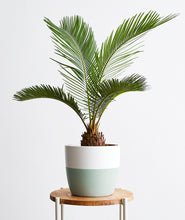 Load image into Gallery viewer, Sago Palm - Ansel & Ivy