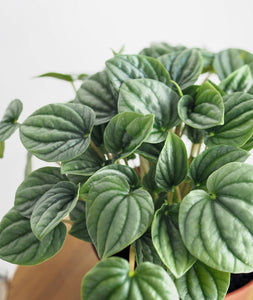 Silver Ripple Peperomia, peperomia griseoargentea. The best house plants for beginners and low-light spaces. Peperomia houseplants are safe for cats and not toxic to dogs. Shop online and choose from pet-friendly, air-purifying, and easy-to-grow houseplants anyone can enjoy. Free shipping on orders $100+.