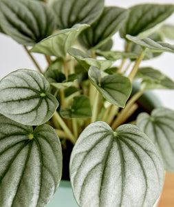 Silver Ripple Peperomia, peperomia griseoargentea. The best house plants for beginners and low-light spaces. Peperomia houseplants are safe for cats and not toxic to dogs. Shop online and choose from pet-friendly, air-purifying, and easy-to-grow houseplants anyone can enjoy. Free shipping on orders $100+.