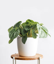 Load image into Gallery viewer, Silver Ripple Peperomia, peperomia griseoargentea. The best house plants for beginners and low-light spaces. Peperomia houseplants are safe for cats and not toxic to dogs. Shop online and choose from pet-friendly, air-purifying, and easy-to-grow houseplants anyone can enjoy. Free shipping on orders $100+.