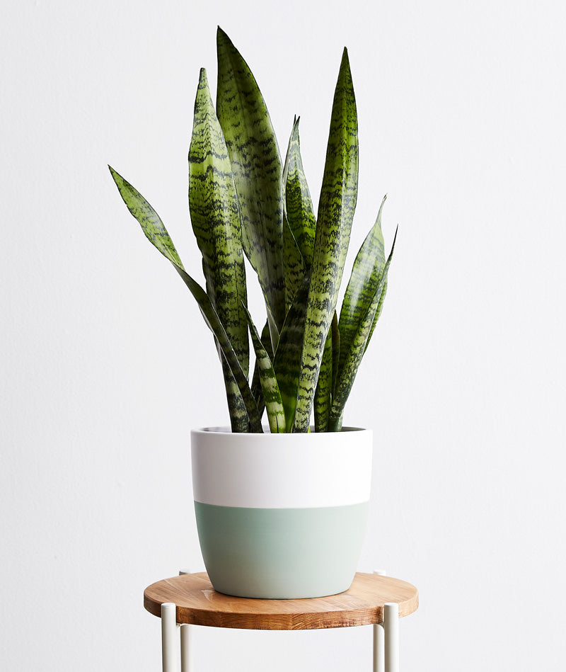 Snake Plant, sansevieria zeylanica, sansevieria laurentii houseplant. The best house plants for beginners. Shop online and choose from allergy-reducing, air-purifying, and easy-to-grow houseplants anyone can enjoy. Free shipping on orders $100+.