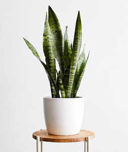 Snake Plant - Ansel & Ivy