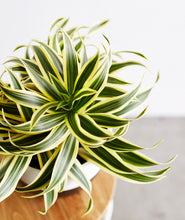 Load image into Gallery viewer, Song of India - Ansel & Ivy. Song of India, Dracaena reflexa houseplant. The best house plants for beginners. Shop online and choose from allergy-reducing, air-purifying, and easy-to-grow houseplants anyone can enjoy. Free shipping on orders $100+.