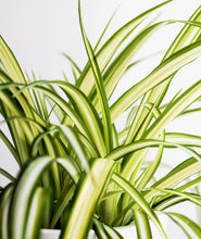 Load image into Gallery viewer, Spider Plant.