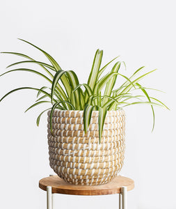 Spider Plant