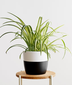 Spider Plant.