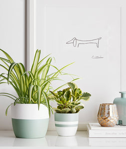 Spider Plant and green gold peperomia. Ansel & Ivy premium houseplants. indoor plants decor.