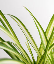 Load image into Gallery viewer, Spider Plant.