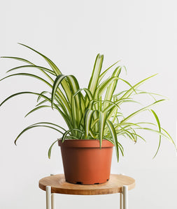 Spider Plant