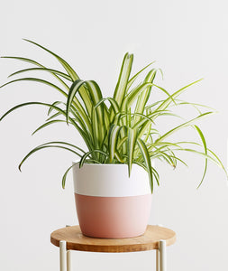 Spider Plant.