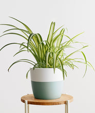 Load image into Gallery viewer, Spider Plant, Chlorophytum comosum houseplant. Spider plants are safe for cats and not toxic to dogs. Shop online and choose from pet-friendly, air-purifying, and easy-to-grow houseplants anyone can enjoy. Free shipping on orders $100+.