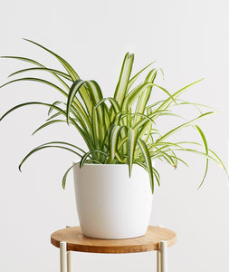 Spider Plant.