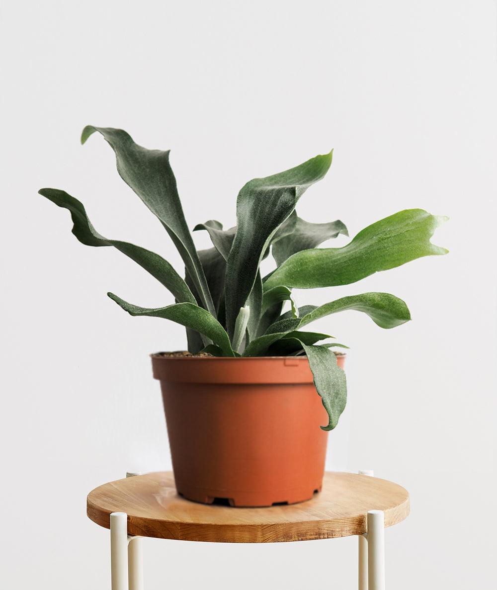 Staghorn Fern