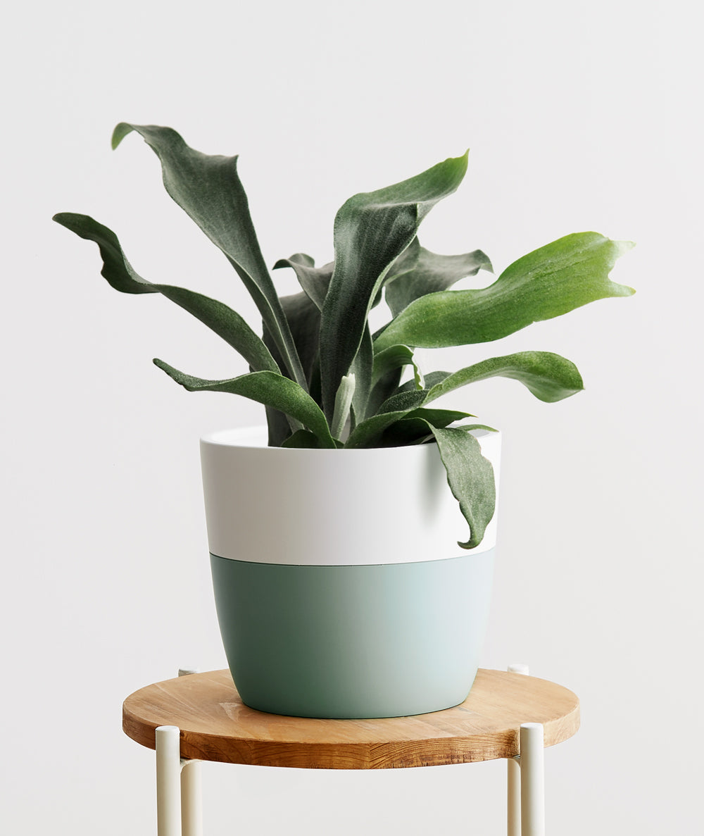 Staghorn Fern.