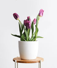 Load image into Gallery viewer, Tulips