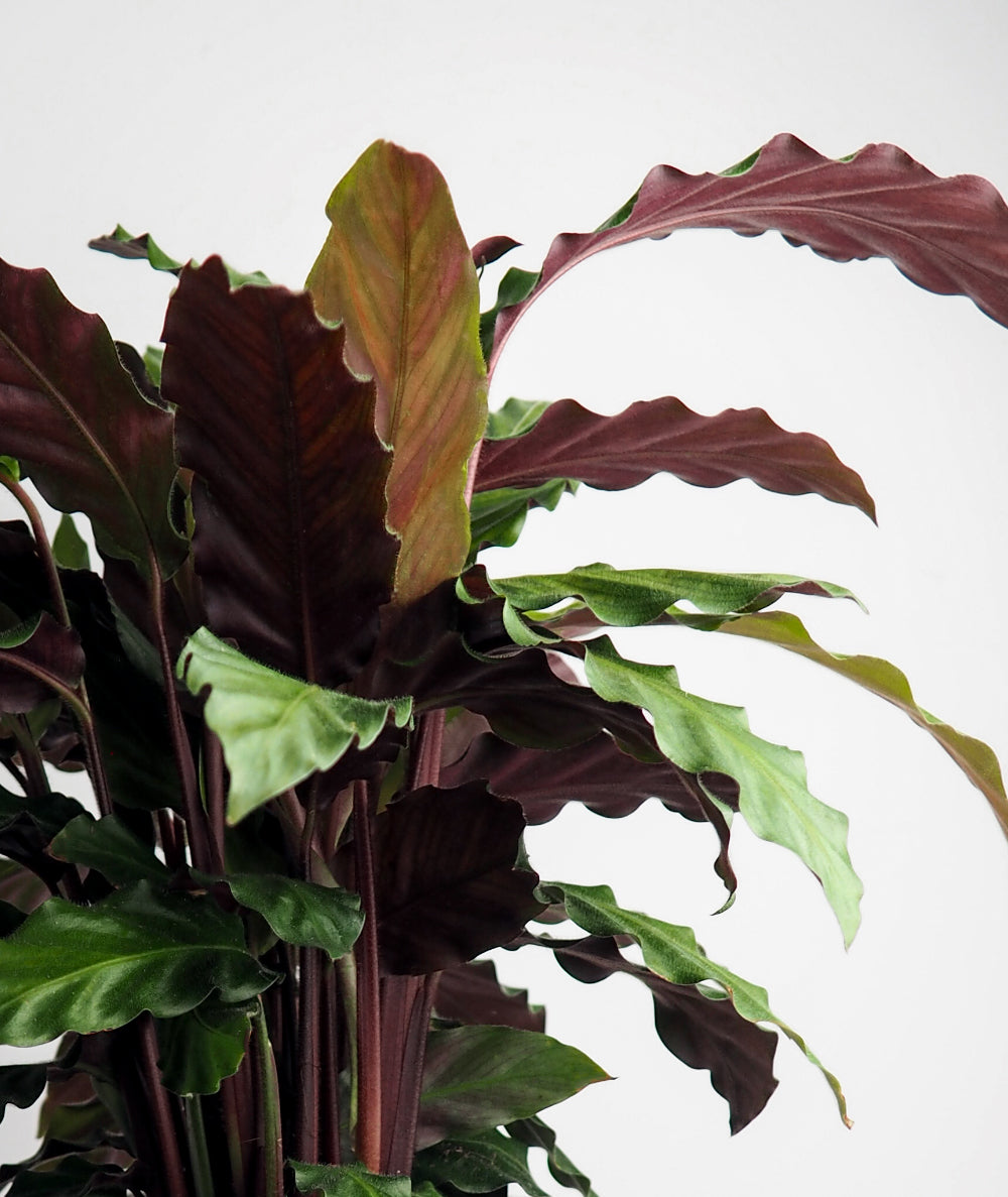 Velvet Calathea