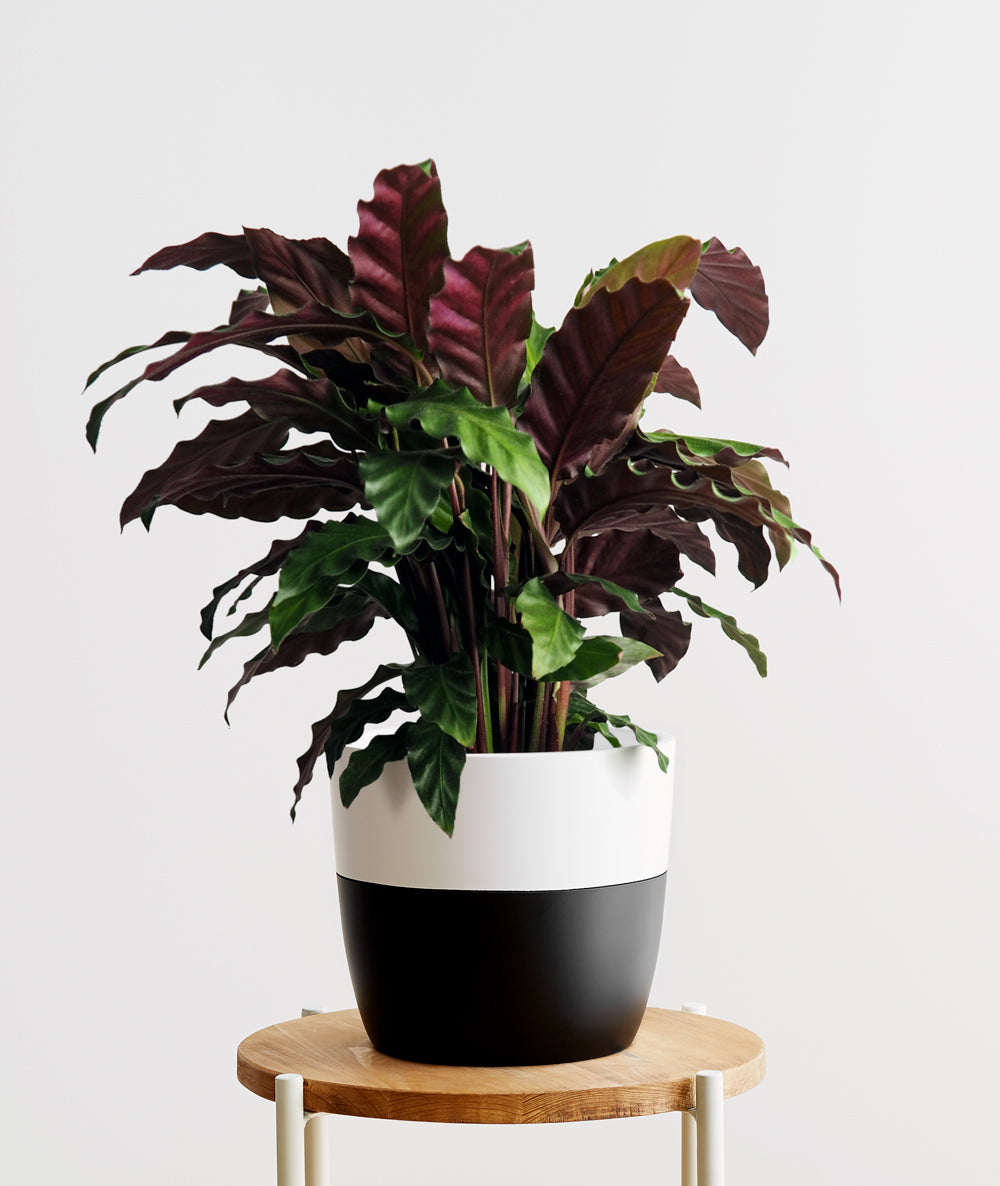 Velvet Calathea