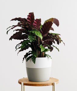 Velvet Calathea.