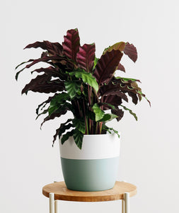 Velvet Calathea.