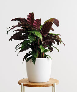 Velvet Calathea.