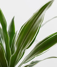 Load image into Gallery viewer, Warneckii Dracaena - Ansel & Ivy