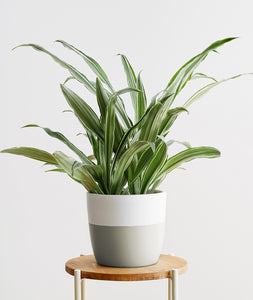 Warneckii Dracaena, dracaena deremensis houseplant. The best house plants for beginners. Shop online and choose from allergy-reducing, air-purifying, and easy-to-grow houseplants anyone can enjoy. Free shipping on orders $100+.