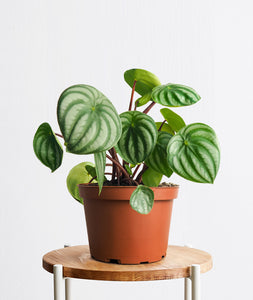 Watermelon Peperomia, peperomia argyreia. The best house plants for beginners and low-light spaces. Peperomia houseplants are safe for cats and not toxic to dogs. Shop online and choose from pet-friendly, air-purifying, and easy-to-grow houseplants anyone can enjoy. Free shipping on orders $100+.