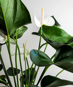 White Heart Anthurium.