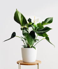 Load image into Gallery viewer, White Heart Anthurium.