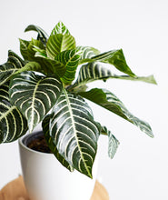 Load image into Gallery viewer, Zebra Plant, Aphelandra plant with striped leaves. Zebra houseplants are safe for cats and not toxic to dogs. Shop online and choose from pet-friendly, air-purifying, and easy-to-grow houseplants anyone can enjoy. Free shipping on orders $100+.