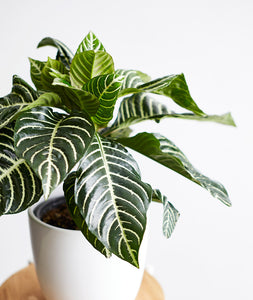 Zebra Plant, Aphelandra plant with striped leaves. Zebra houseplants are safe for cats and not toxic to dogs. Shop online and choose from pet-friendly, air-purifying, and easy-to-grow houseplants anyone can enjoy. Free shipping on orders $100+.