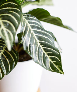 Zebra Plant, Aphelandra plant with striped leaves. Zebra houseplants are safe for cats and not toxic to dogs. Shop online and choose from pet-friendly, air-purifying, and easy-to-grow houseplants anyone can enjoy. Free shipping on orders $100+.