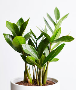 ZZ Plant - Ansel & Ivy